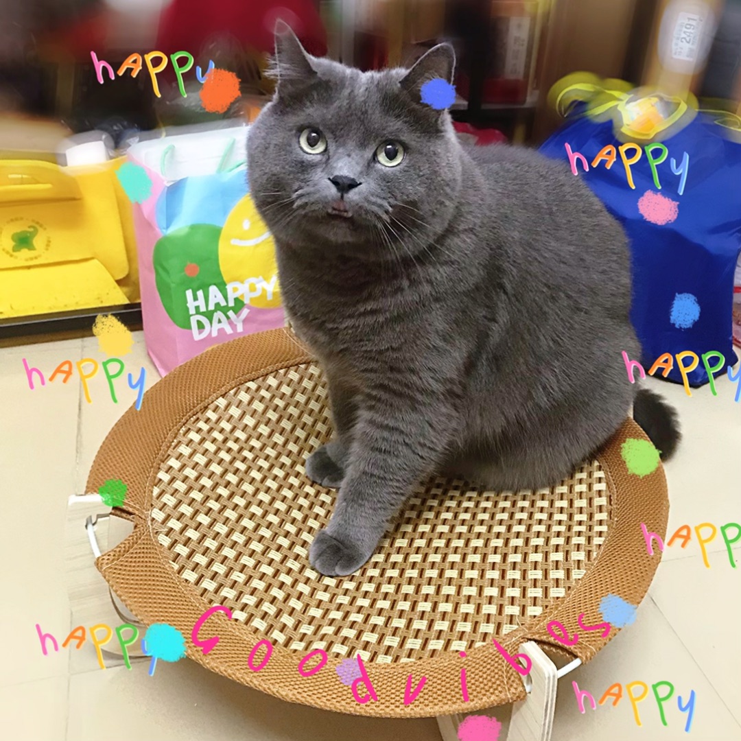 FAFA藤编猫窝测评📝