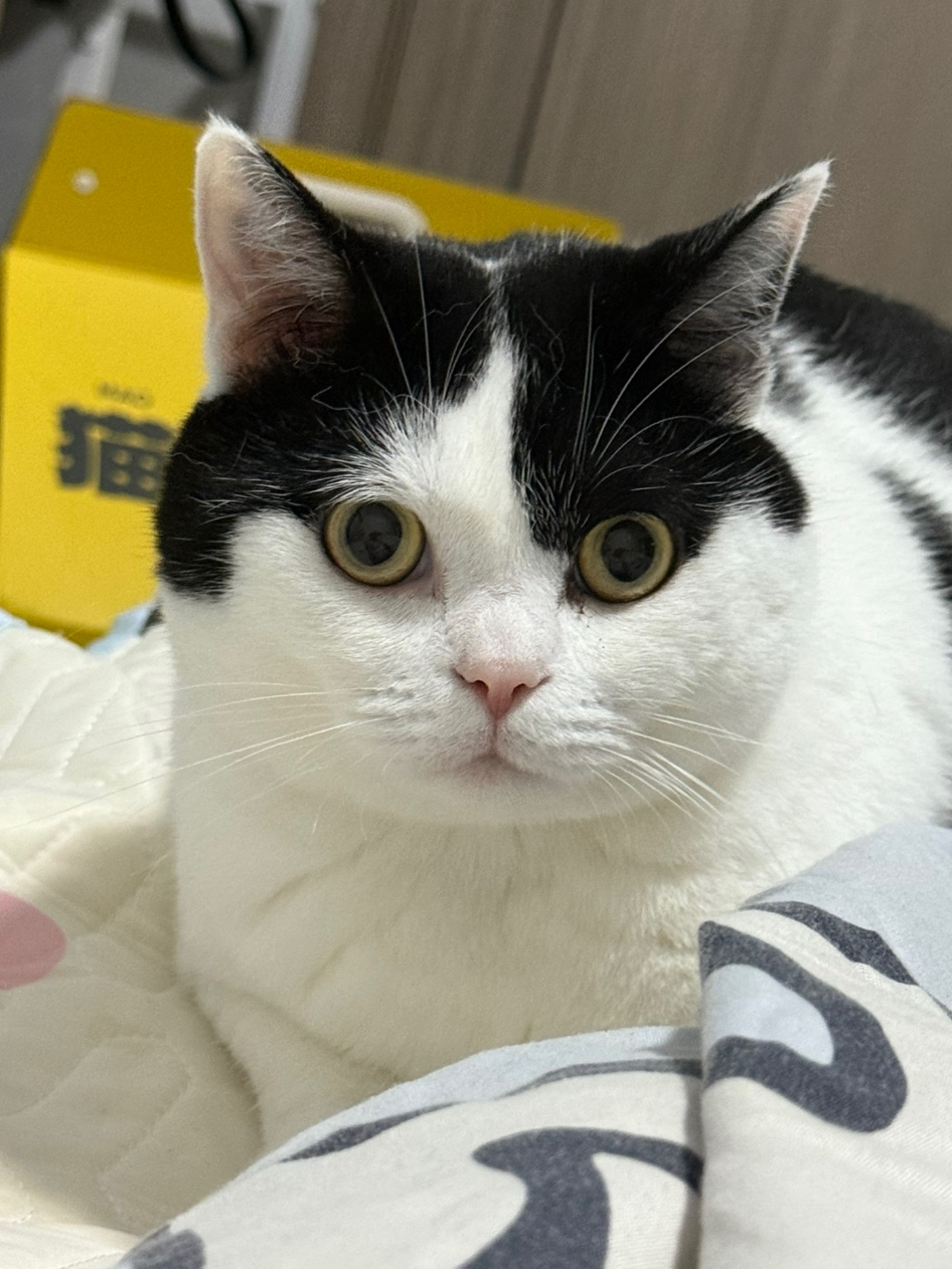 天天瞪着大眼睛看着你