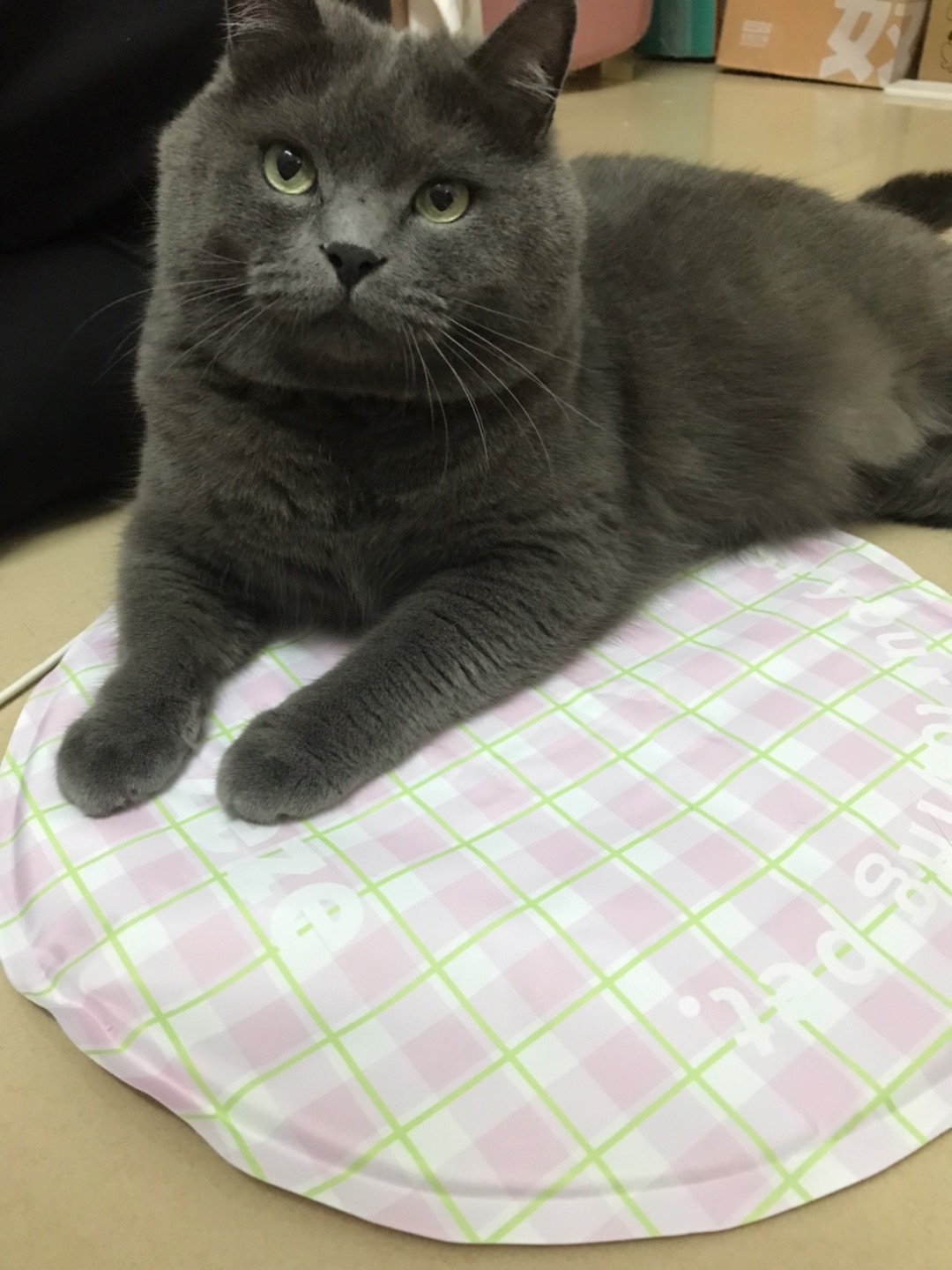 机灵鬼🐱