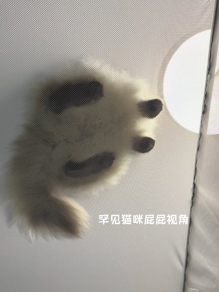 为了防止小猫上床安了个蚊帐，没想到…