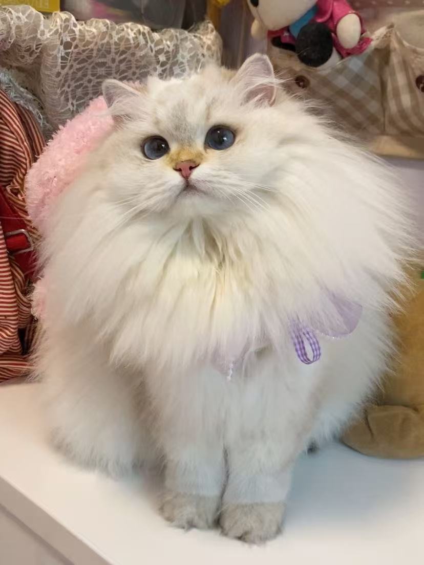 遇到小猫拦路怎么办？