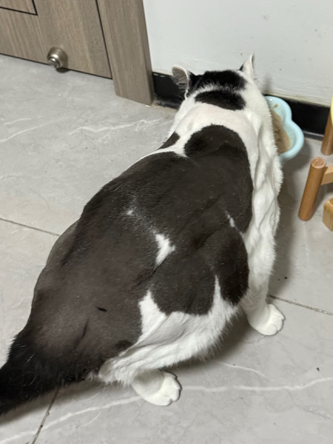 剃成小香猪了