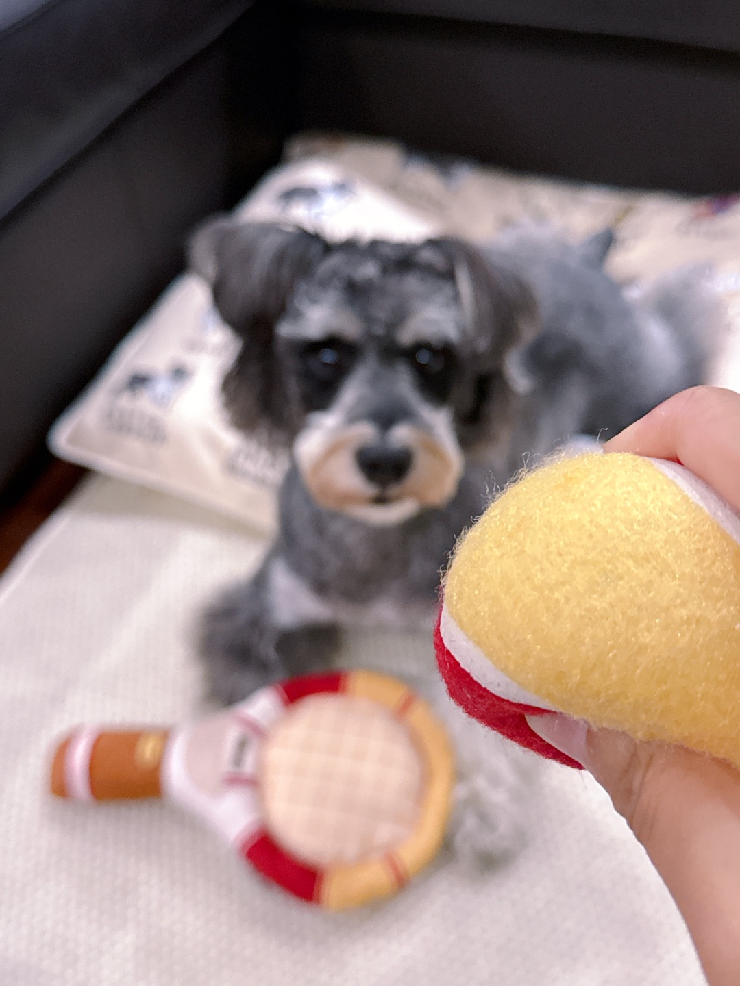 人，和小狗一起打网球🎾嘛？