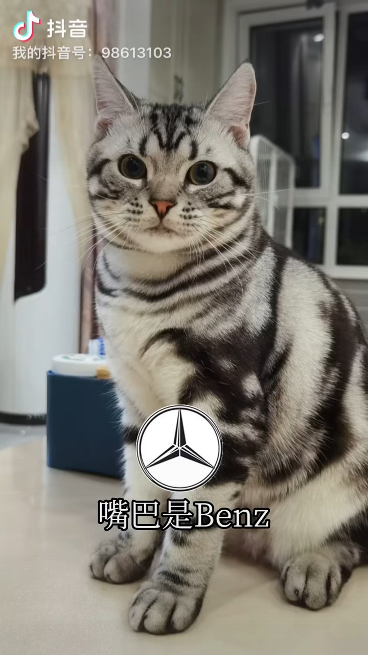 精神小猫