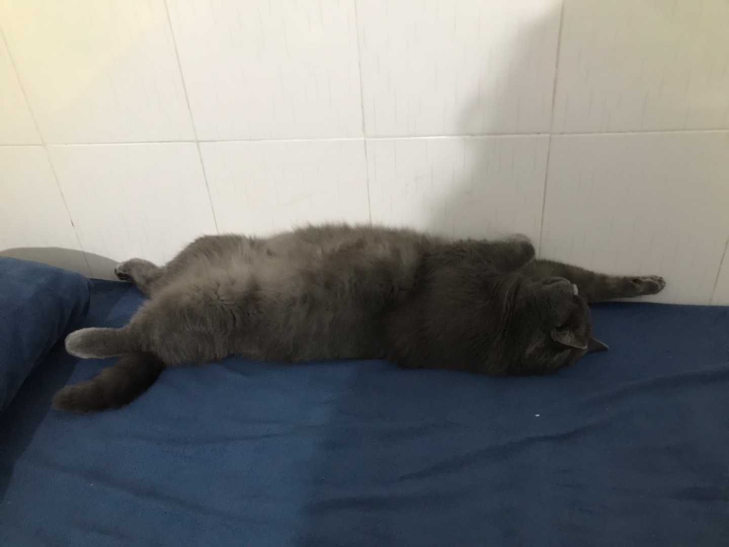 猫猫条