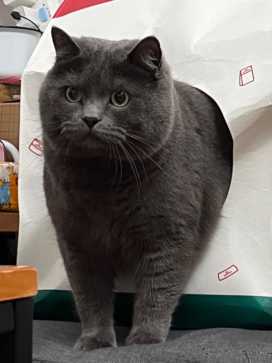 520对宝贝猫猫的告白❤️
