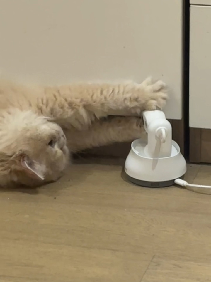 小猫不会表达 只知道尝尝是什么味