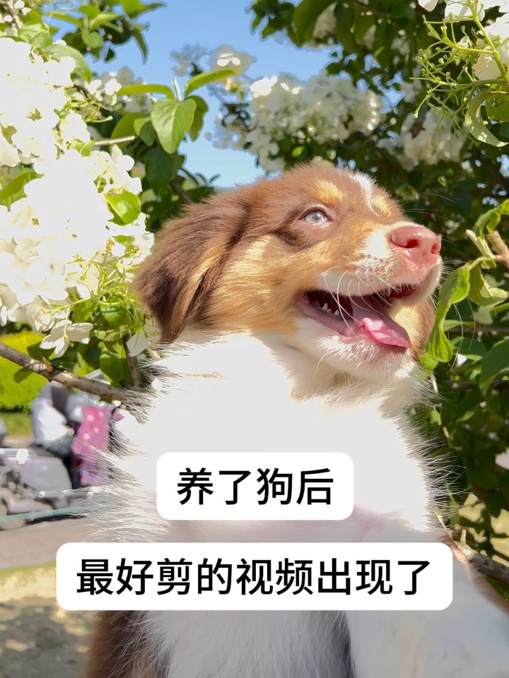 大家帮我看下这狗是不是一点都不聪明？