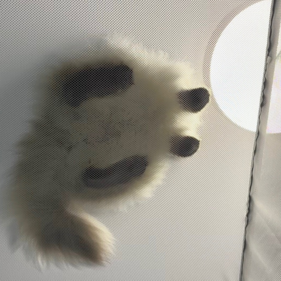 猫咪屁屁大赏～
