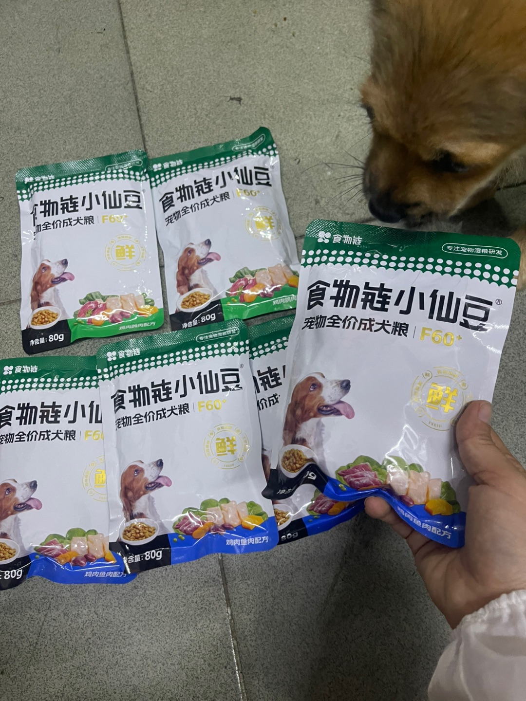 ✨【挑食小狗变形记｜三个月实现光盘自由！】    谁能想到三个月前，我家这只小比熊还是需要追着喂饭的祖宗？当时连宠物医生都叹气：