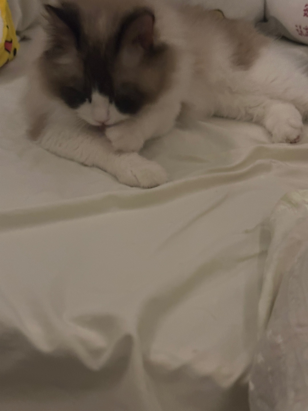 舔毛