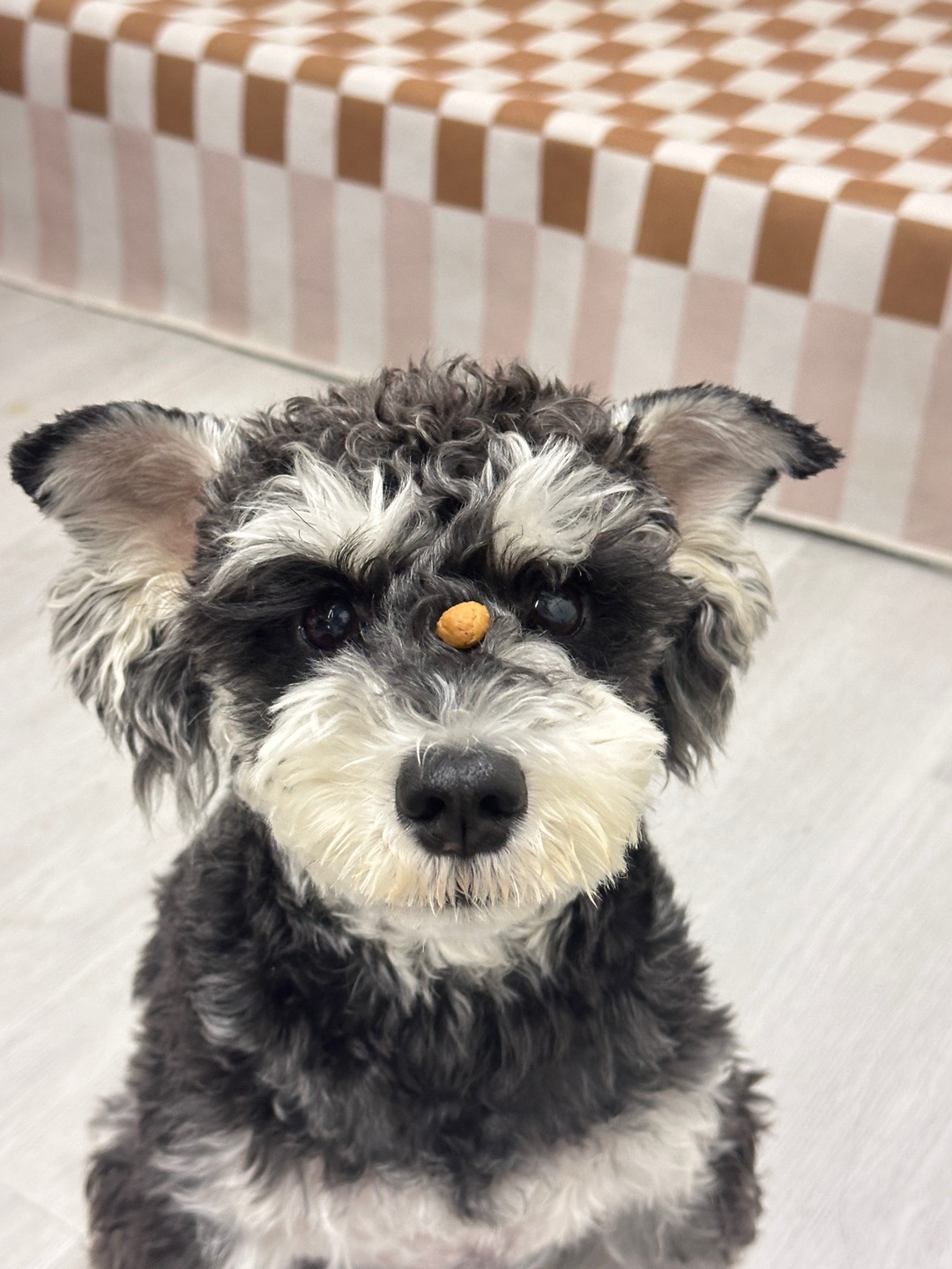 这小狗戒过毒