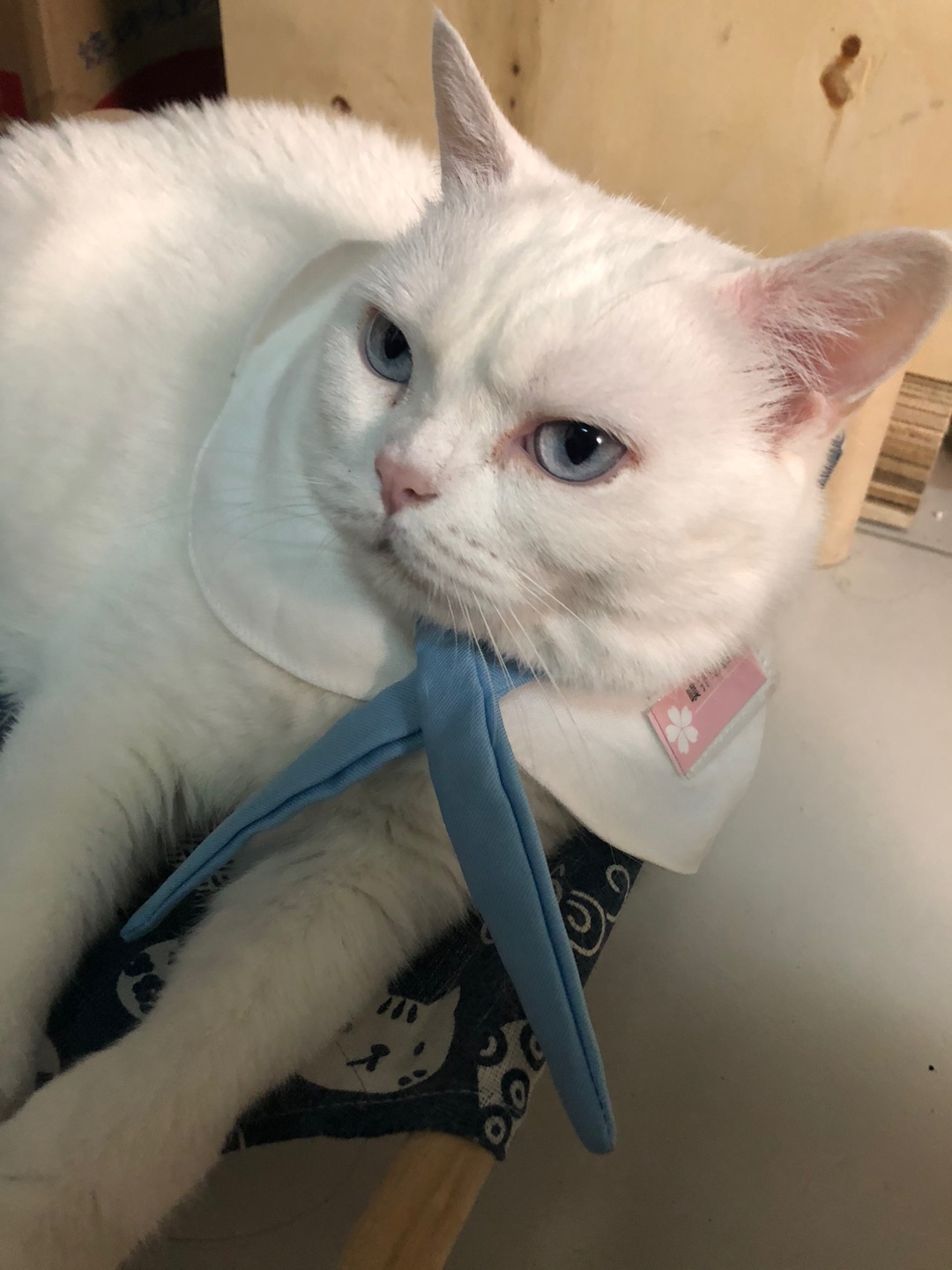 **5.20猫咪打工日记**    今天本喵被迫营业，在“喵呜咖啡厅”当招财猫。两脚兽们举着奇怪的方块（他们叫“手机”）对着我猛拍，还发出“啊啊啊好可爱”的噪音。为了小鱼干，我忍了，敷衍地挥了挥爪，结果他们更疯狂了……    下班后，我用打工赚的罐罐贿赂了隔壁大黄狗，让他帮我代班明天。呵，愚蠢的人类，根本不懂喵的智慧！    （打工心得：卖萌是场交易，而本喵，稳赚不赔。）    ——胖橘，于5.2...
