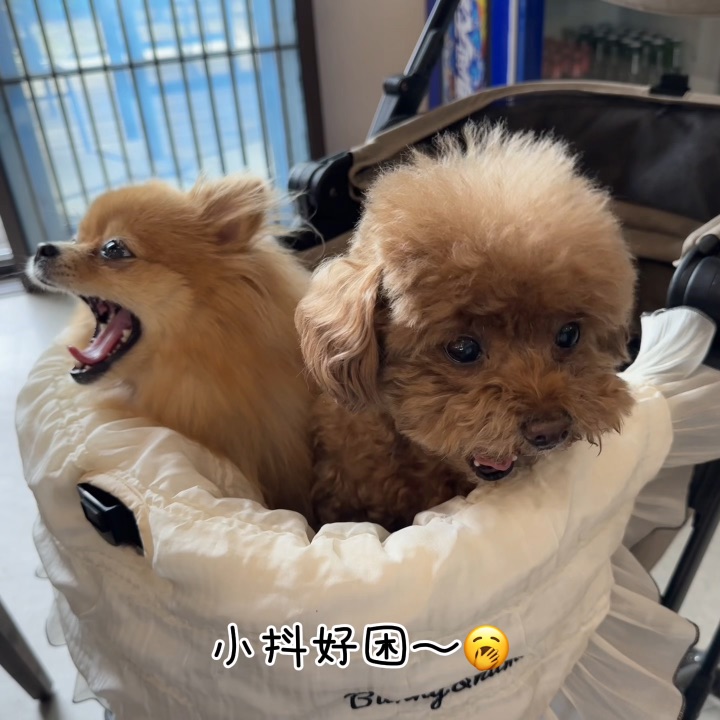 和好朋狗度假vlog૮・ᴥ - ა