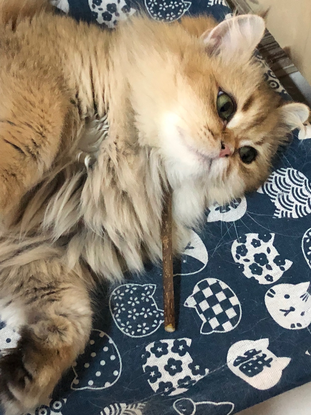 **5.21猫咪打工日记**    今天替班的大黄狗被投诉了——他居然在咖啡厅追自己的尾巴，还把客人的蛋糕撞飞了！老板气得胡子翘老高，我只能重新上岗。    为了挽回口碑，我被迫表演“踩奶绝活”，结果两脚兽们捂着心口倒地嚎叫：“萌到窒息了！”哼，没见过世面……下班时老板多给了条小鱼干，说是“精神损失费”。    （打工心得：狗队友靠不住，喵生还是要靠自己。另外，两脚兽的钱真好骗。）    ——胖橘...