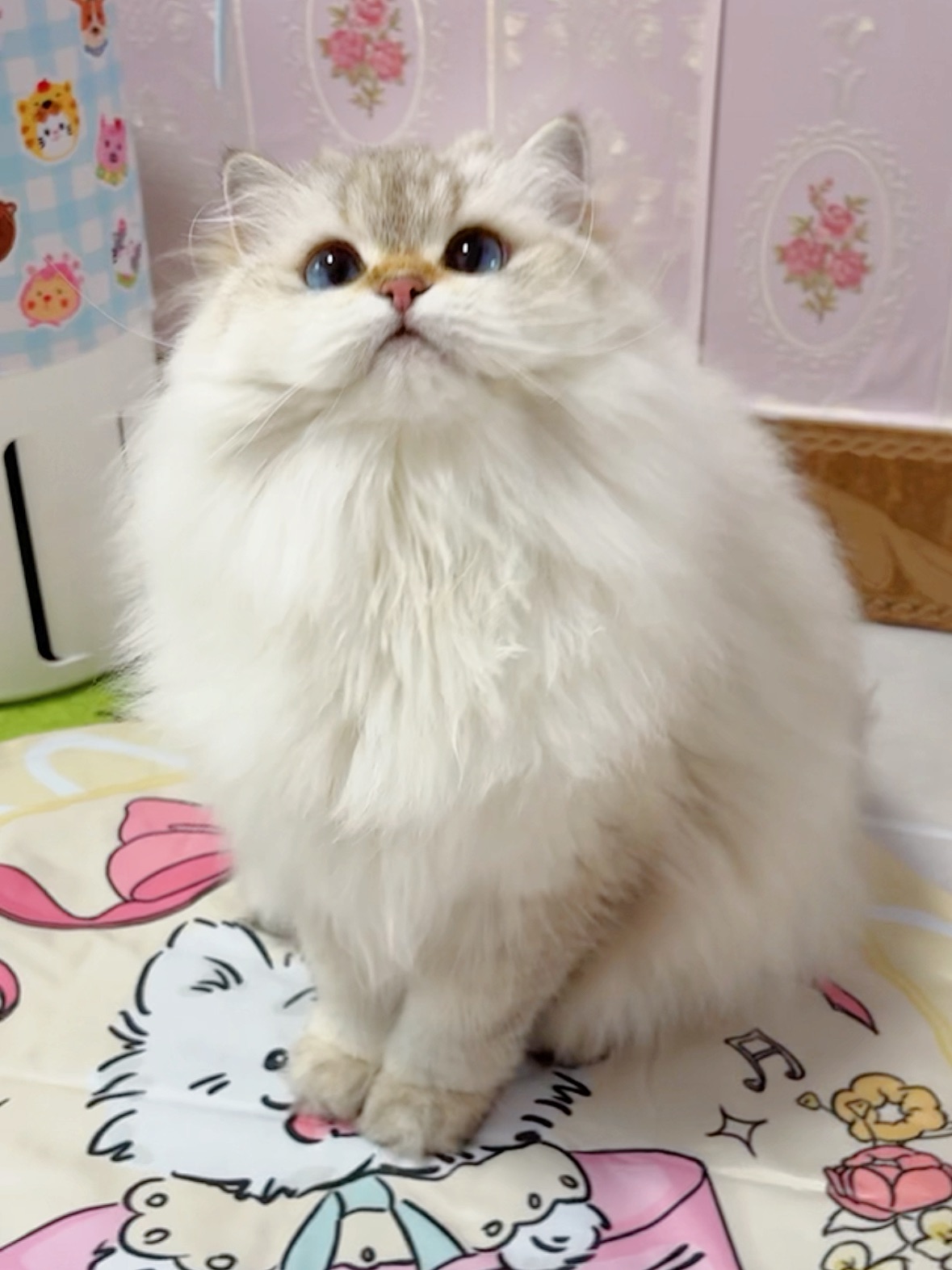 这么肥美的小猫是谁养到了？
