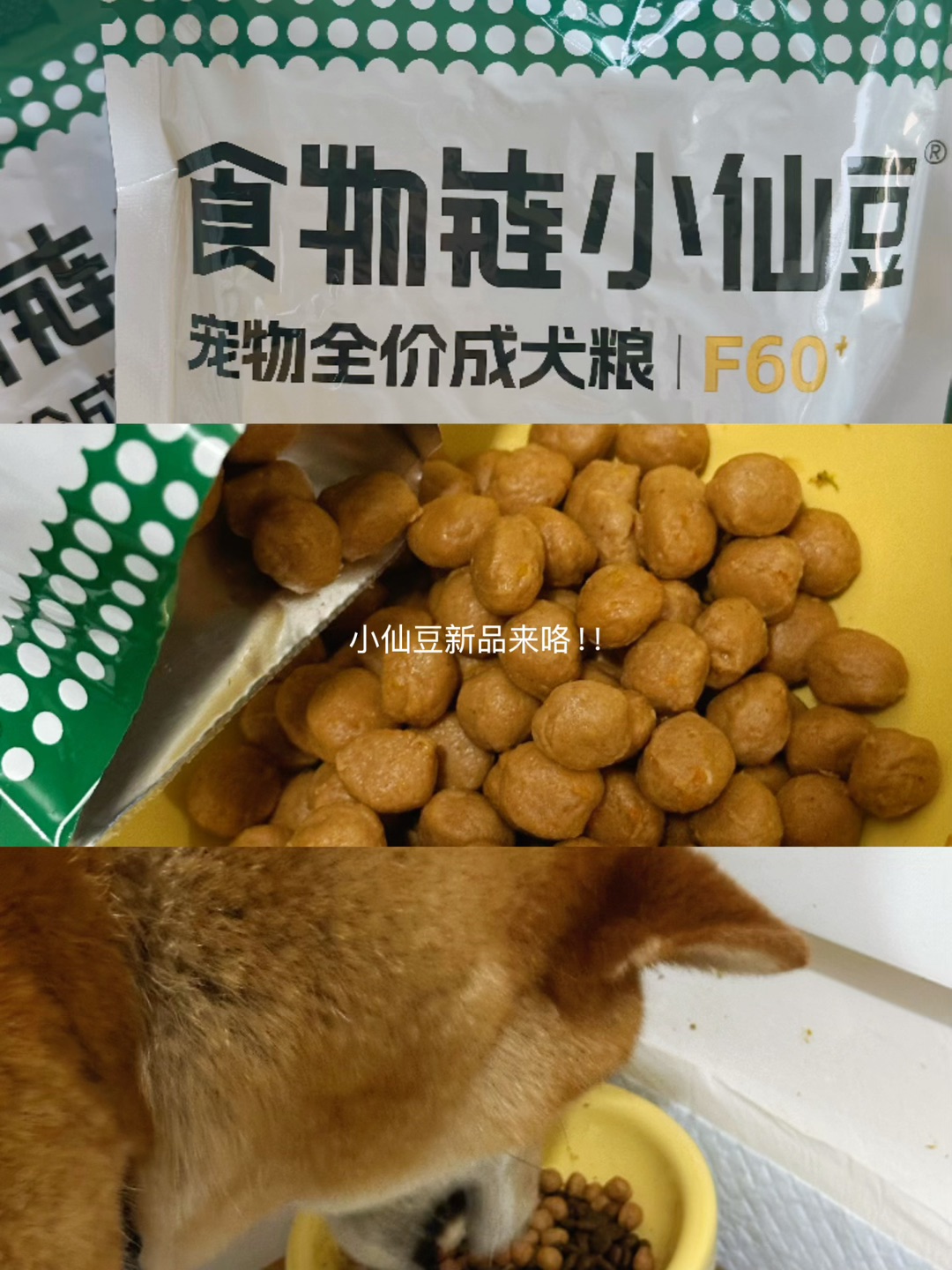 这只小仙豆要火了！！🔥