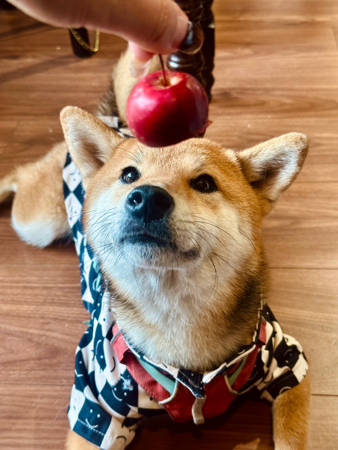 杭州Nonoooo｜小狗友好下午茶根据地🐾