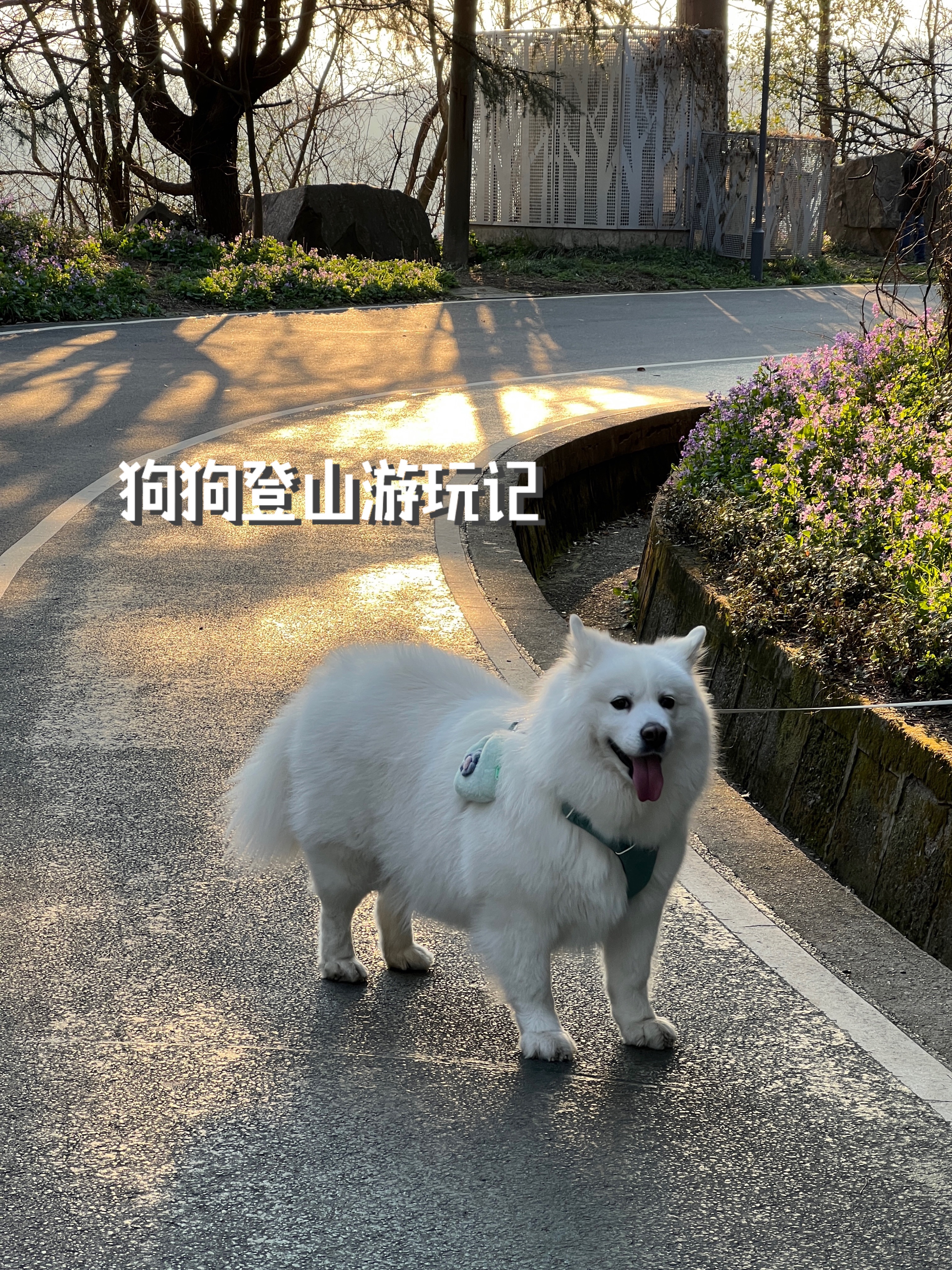 狗子登山游玩记