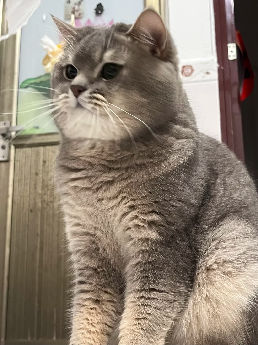 小胖脸！