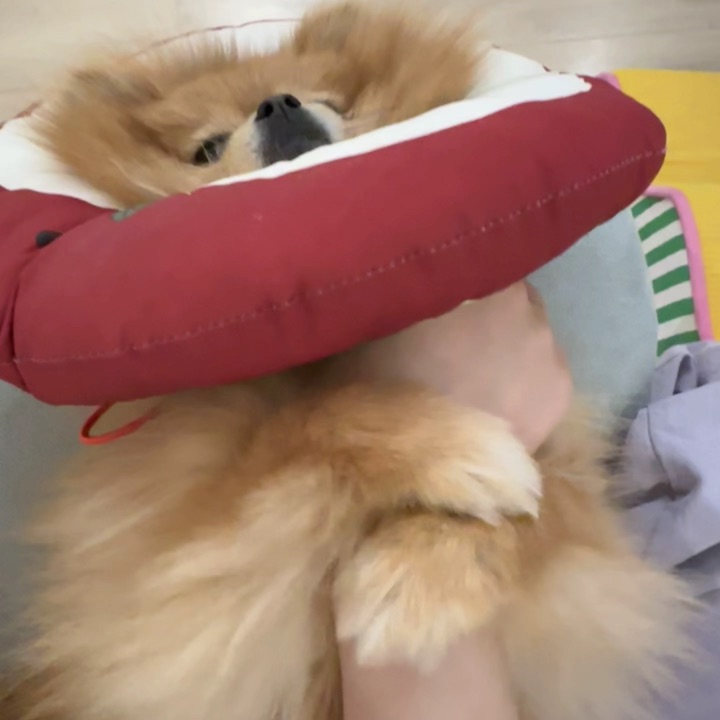 小抖我最喜欢抱麻麻的手