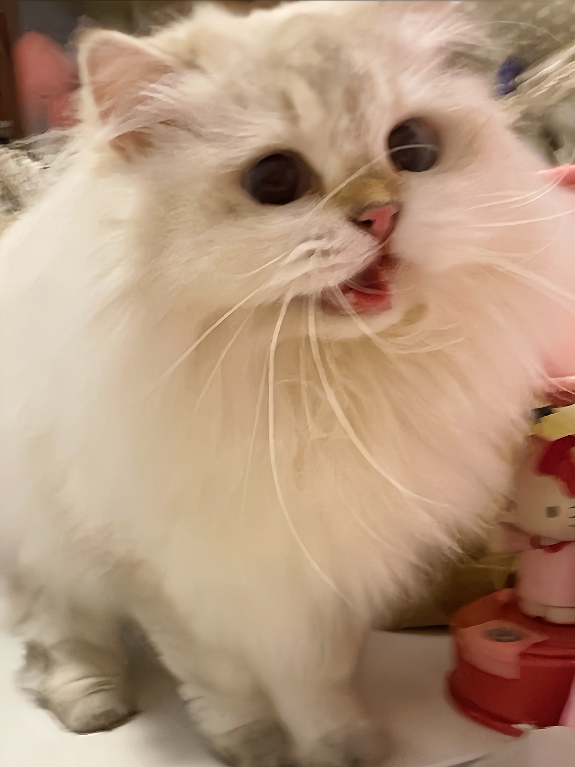 养了夹子猫后，最好剪的视频出现了！