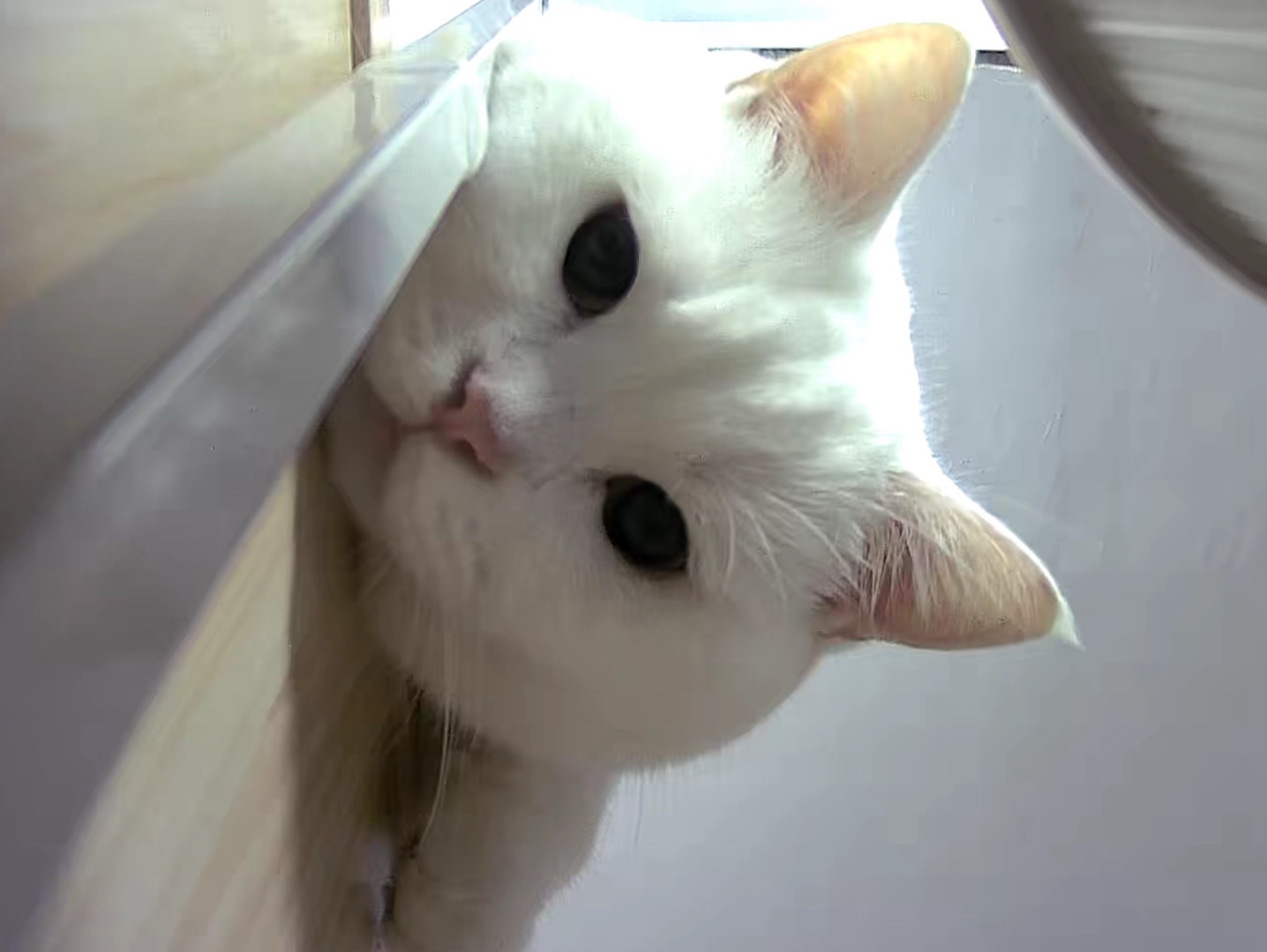 就这样👀
