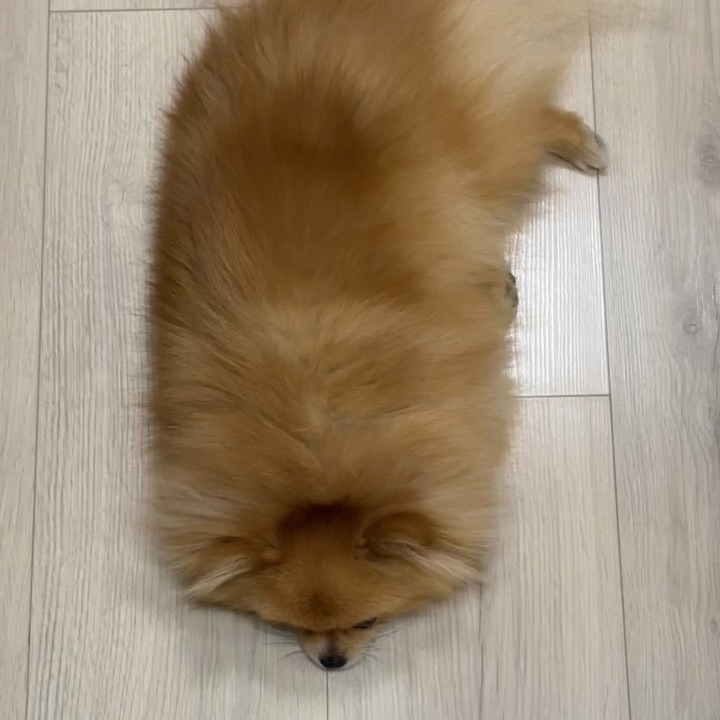 对咯，我是一块黄胖面包🍞