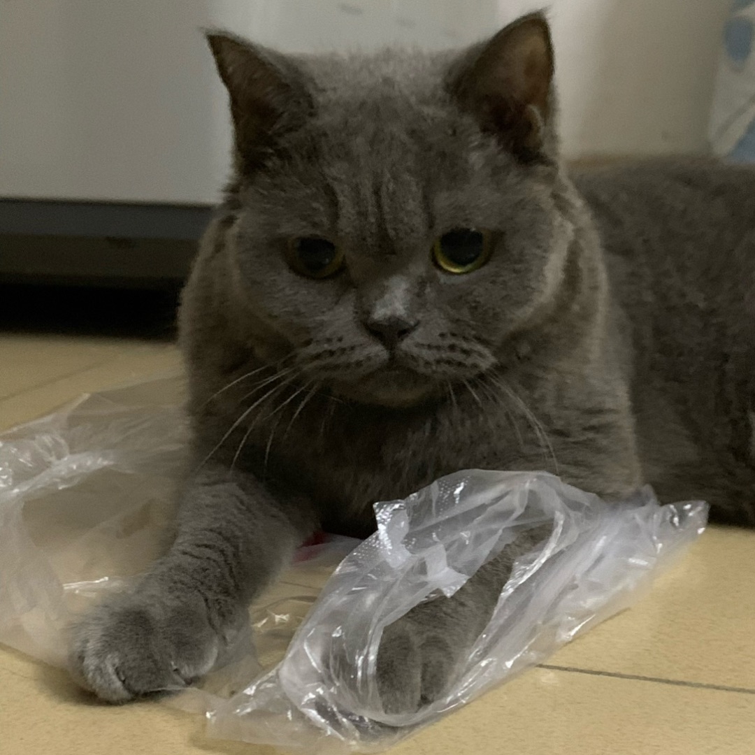 玩个塑料袋也拍😒