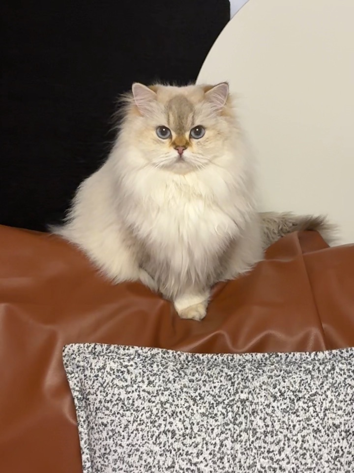 是猫猫摆件！