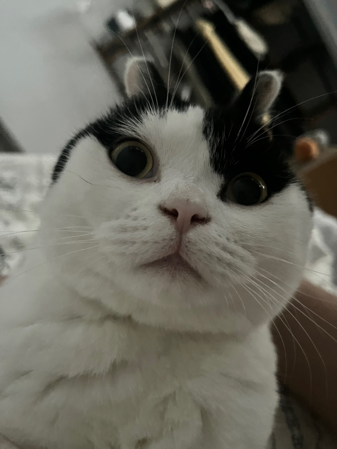 小兔子猫猫
