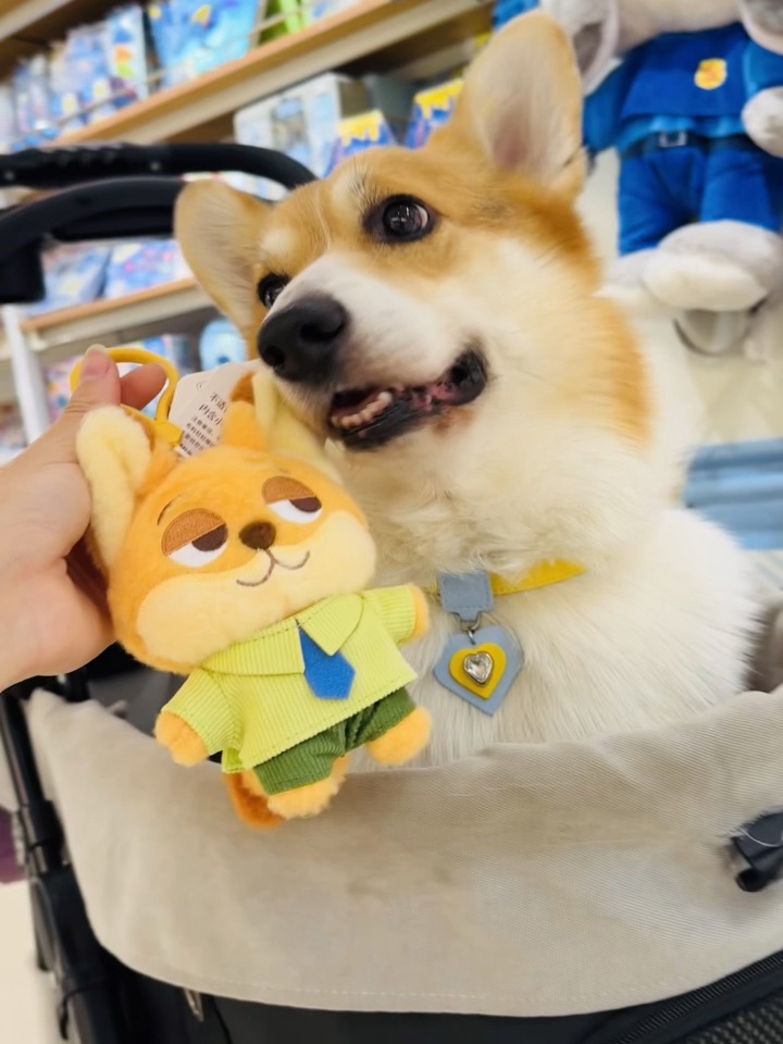 端午带小狗去哪儿