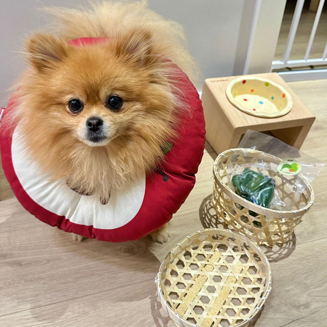 小抖我也吃上肉粽了！