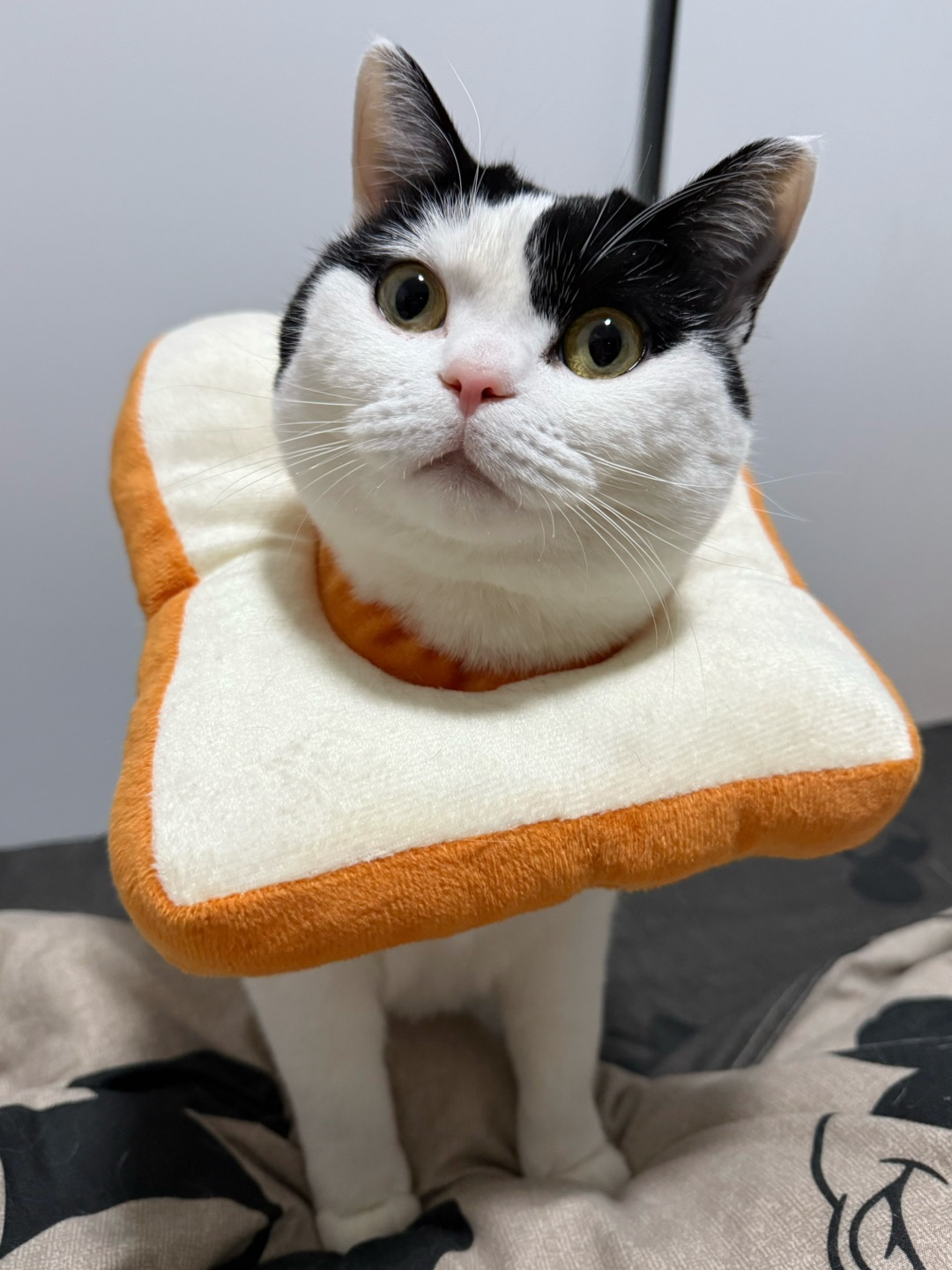吐司🍞小猫
