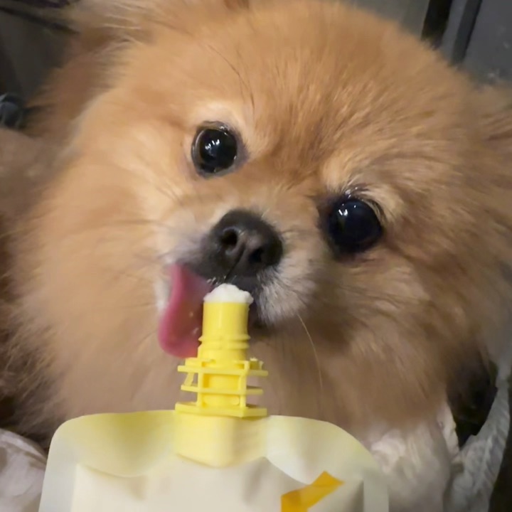 祝大家六一快乐 汪汪