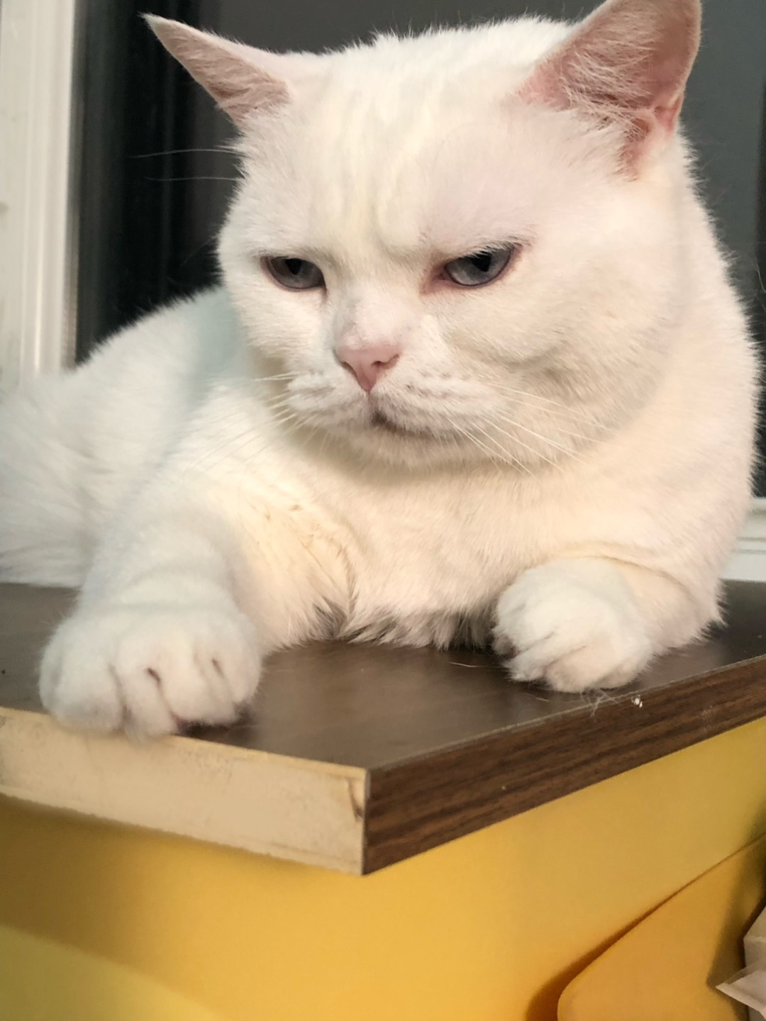 **《5.31猫咪打工日记》**    今日在人类家正式上岗，主要职责：   1. 晨间踩奶闹钟服务（客户反馈“太重了但不敢动”）；   2. 监督键盘，成功拦截3份文件（爪感极佳）；   3. 午休后表演花瓶推倒术，时薪追加罐头；   4. 下班前蹲在快递箱里假装“包裹”，骗取小鱼干×2。    总结：人类工作效率低下，全靠本喵撑场。尾款请结罐罐，拒收猫条。    ——喵总监·爪印公证✖