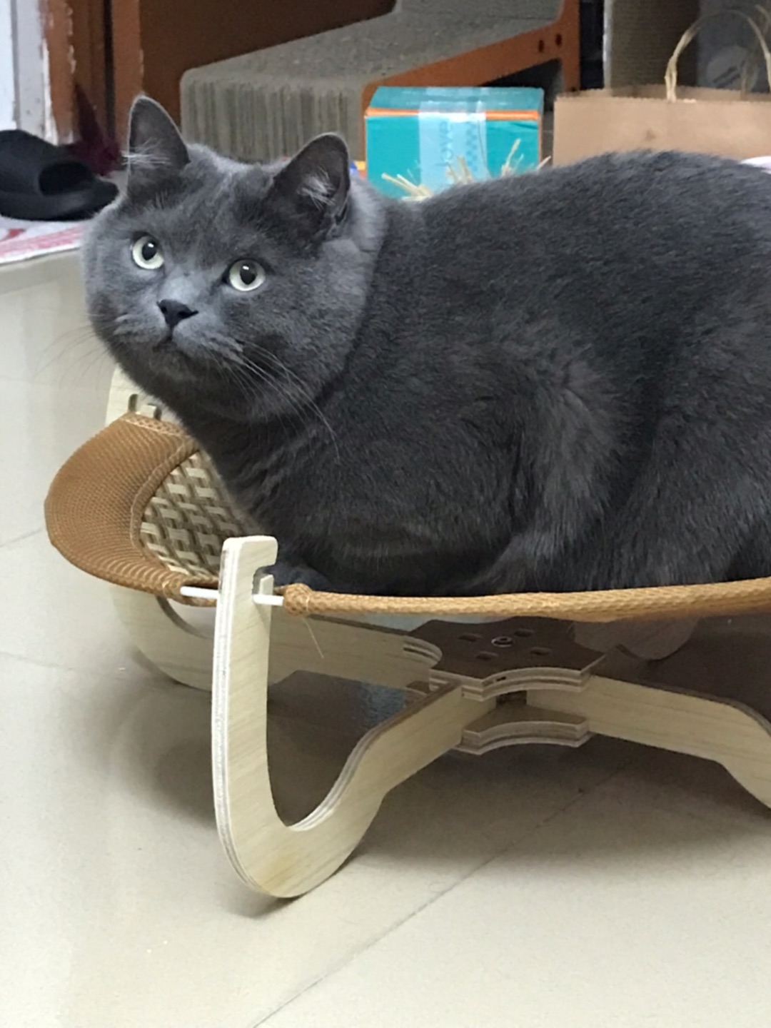 15斤的小胖猪过端午🐷