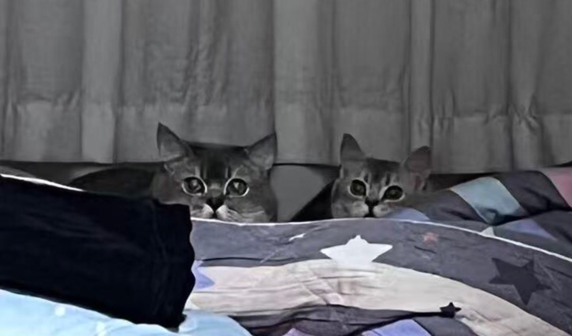 六一🐱儿童节