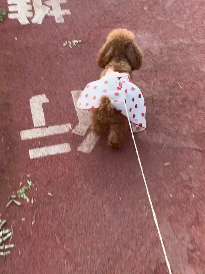 小狗跑跑跑