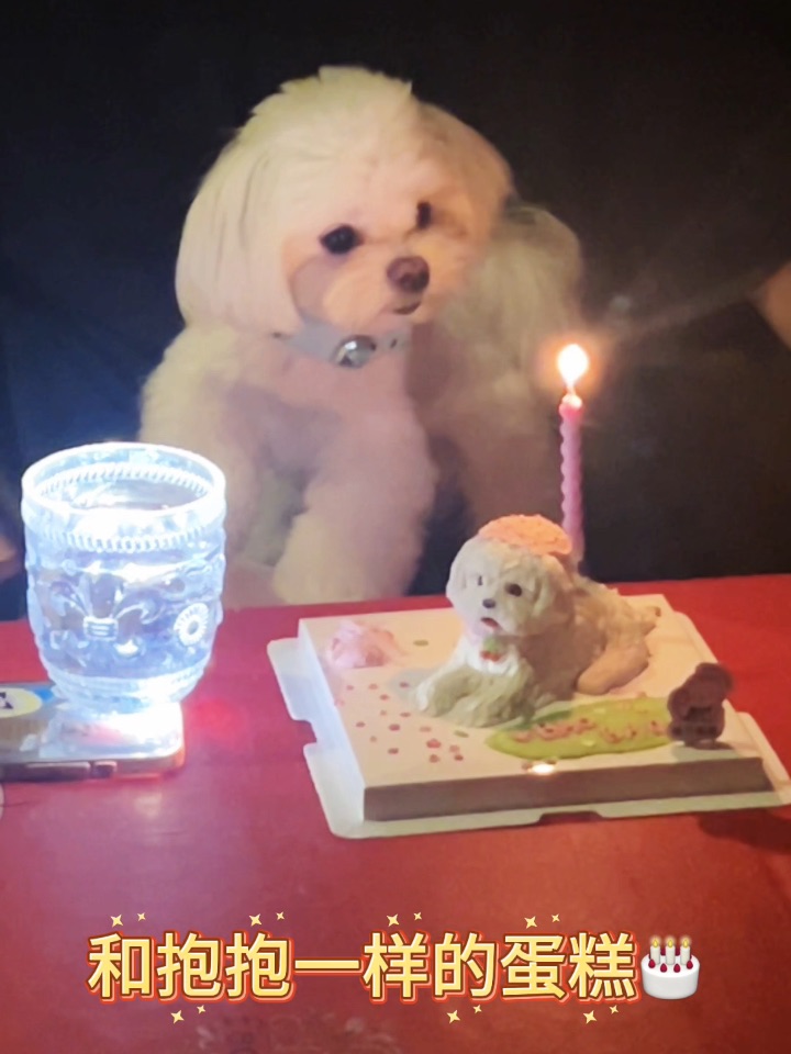 小狗也过六一