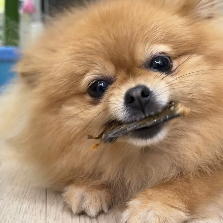磨牙零食➕1