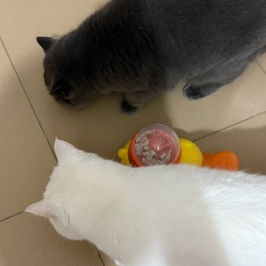 相亲相爱一家猫🐱🐱💞