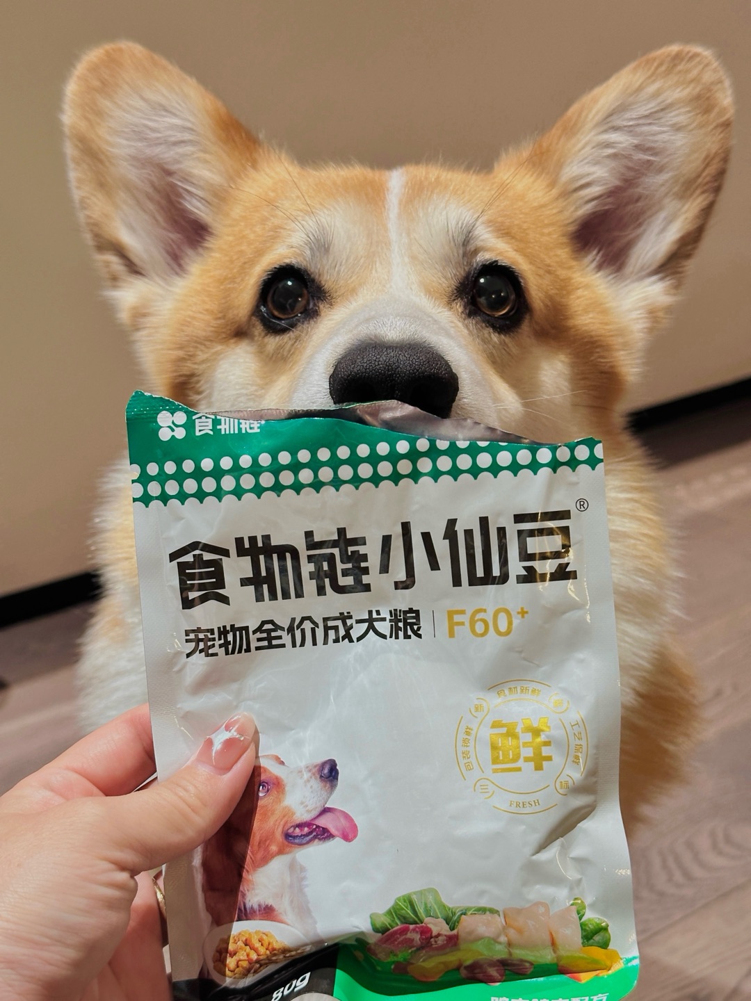 小狗日记🥖•͈̑ ᴥ •͈̑🌭️ 今天吃什么🥣