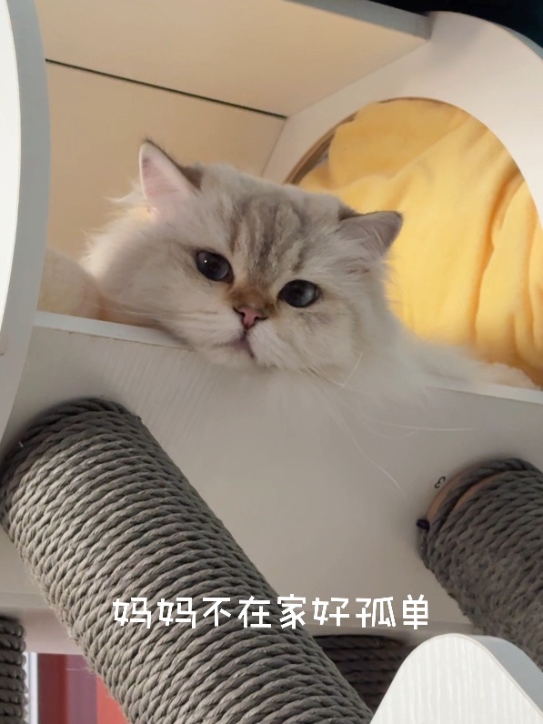 小猫咪独自在家陪玩神器！