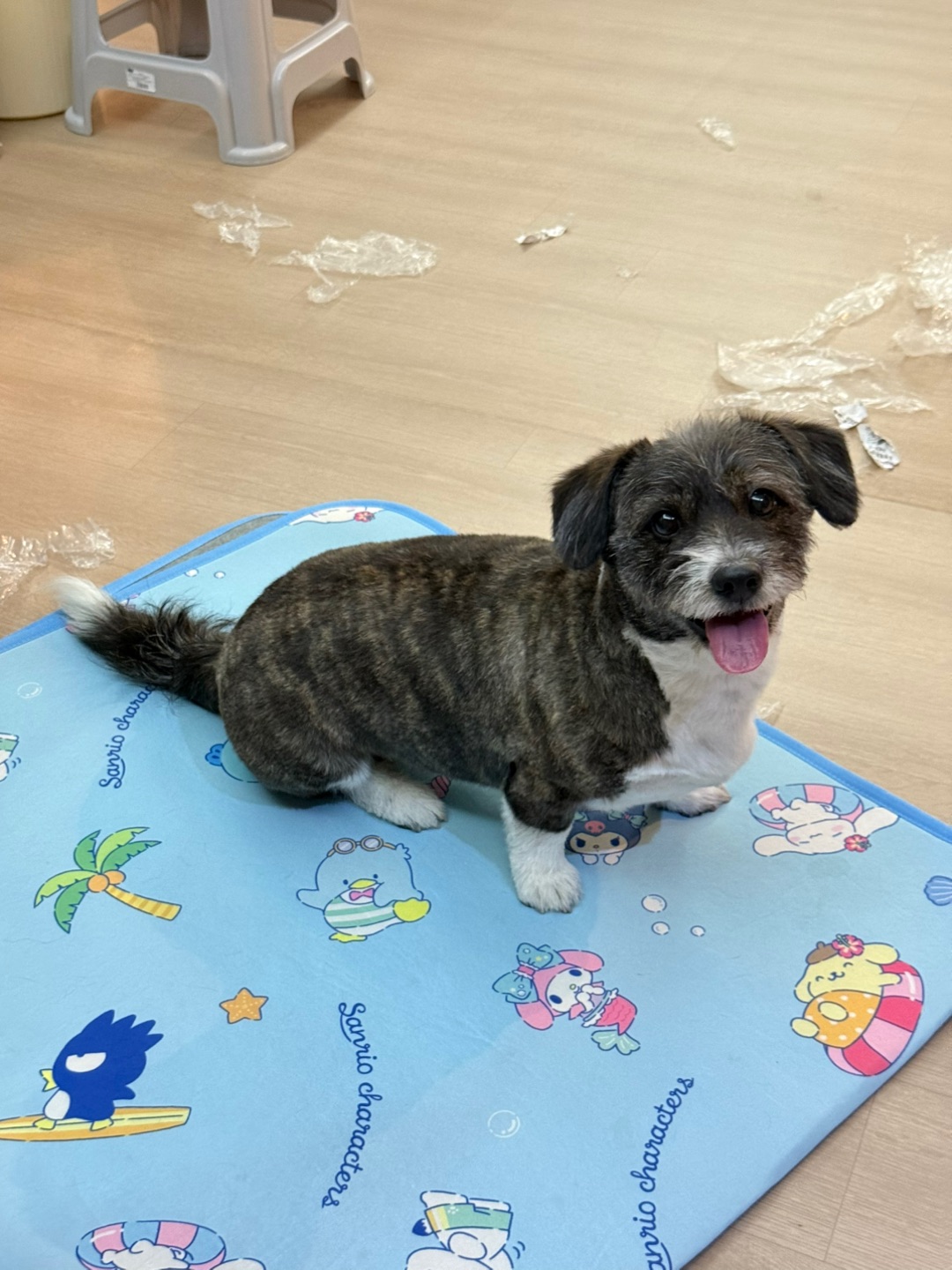 为塑料纸而疯狂