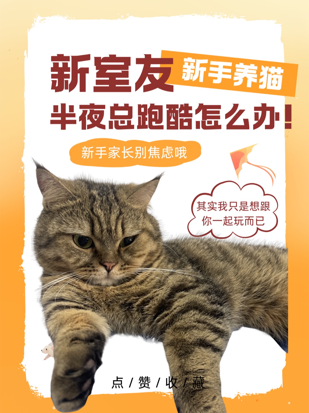 🐾新手养猫｜新室友是夜猫子怎么办！？ 🌙