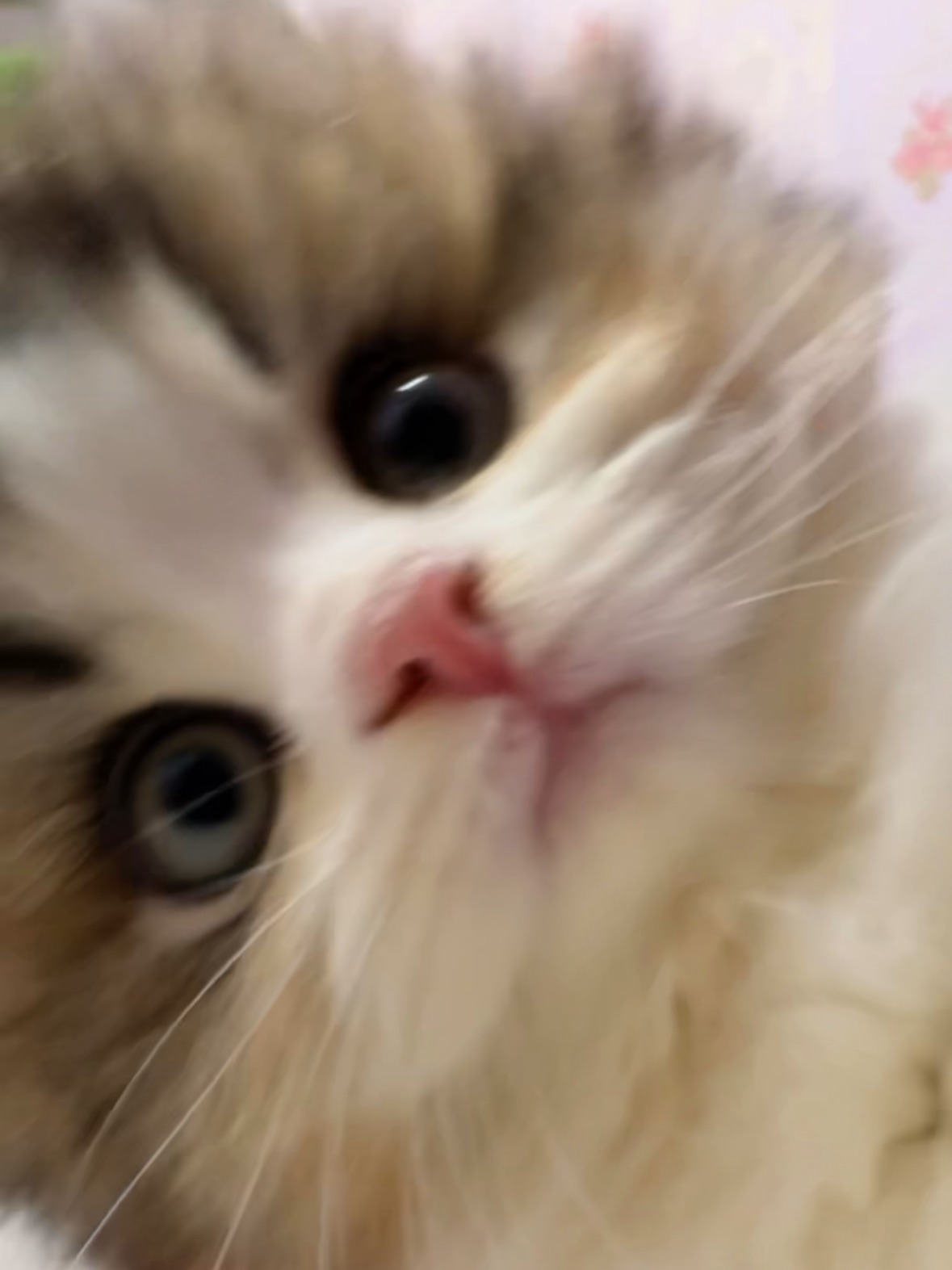 我是小猫，我一个人在家！