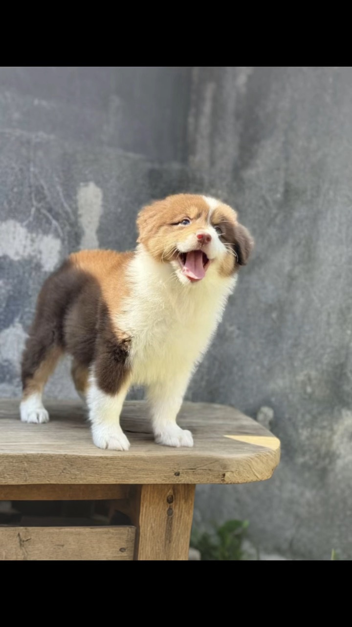 小狗真是一眨眼就长大啦❤️