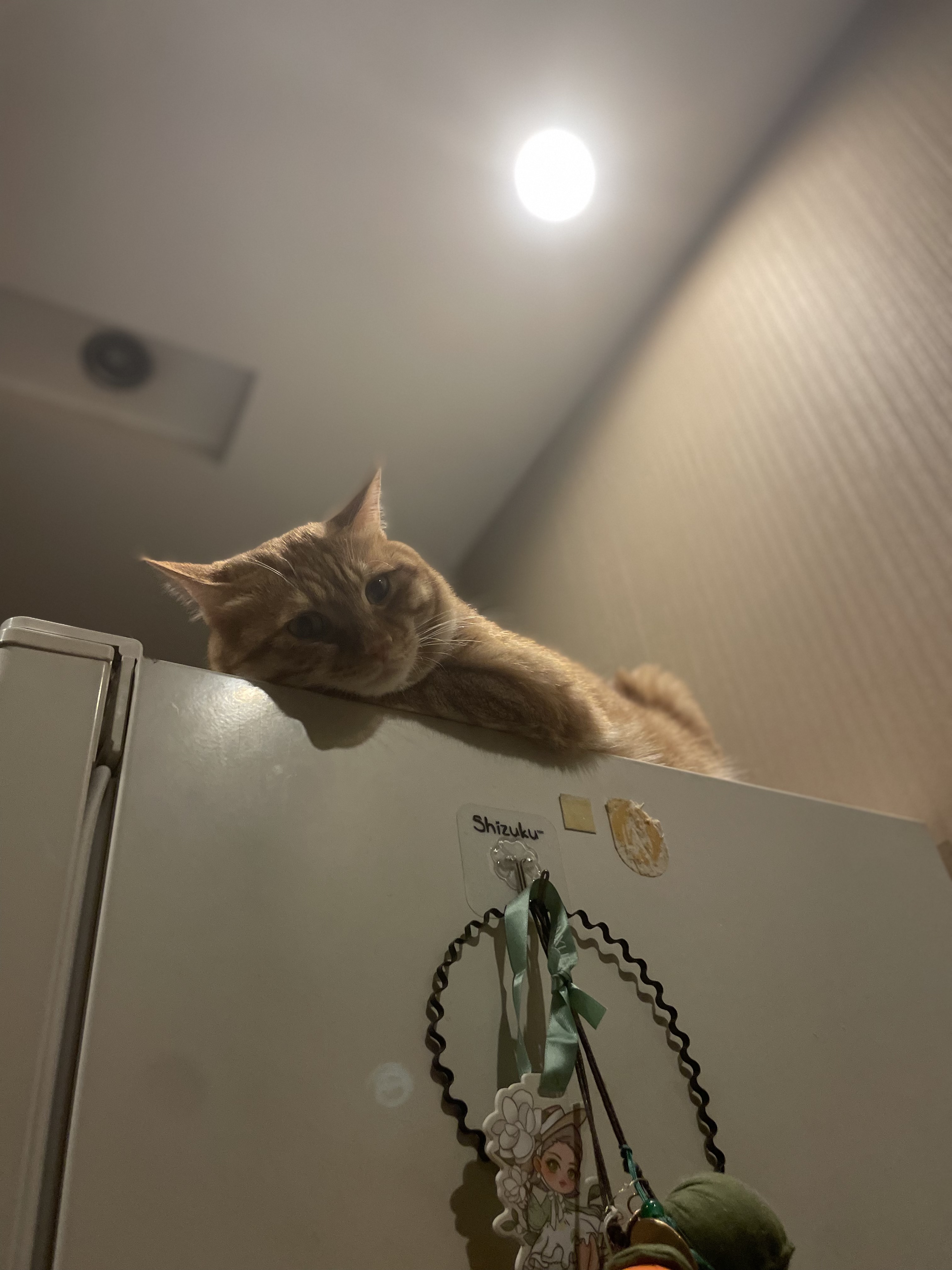 我都看见你在偷吃啦