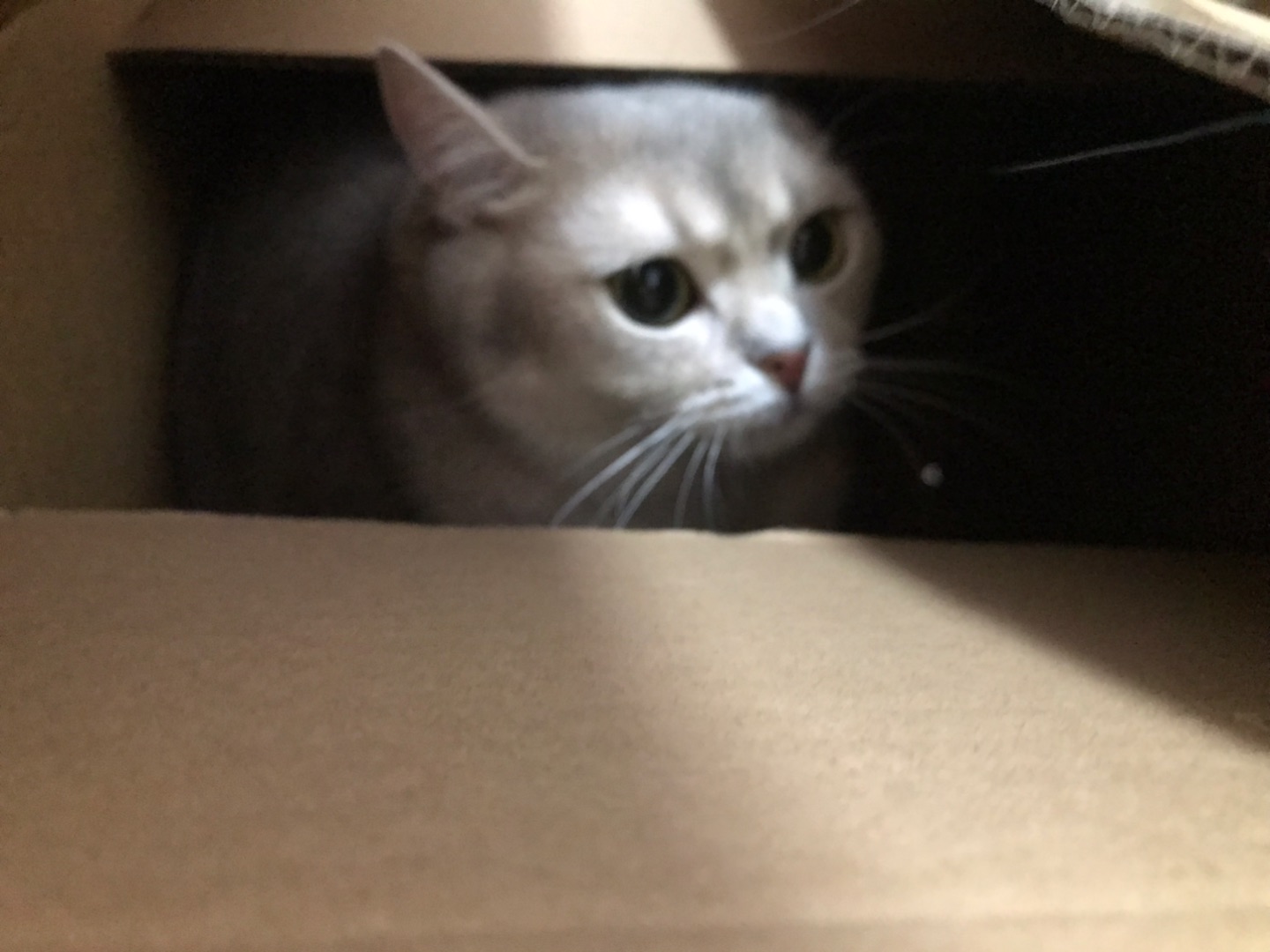 躲猫猫📦